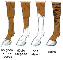 Pelagens de equinos 🐎🐴  Dicas de cavalo, Medicina veterinária, Citações  equestres