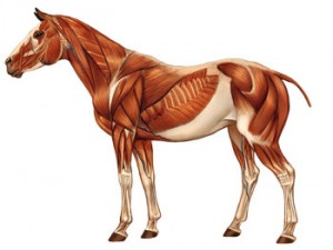 Horse-Muscles-transparent