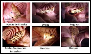 odontologia equina