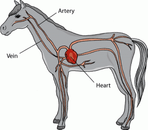 DDH_horse_cardiovascular_system