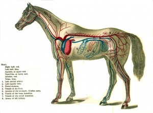 Horse-Heart-300x221