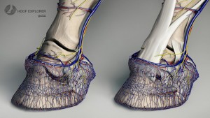 Horse-Hoof-Vascular-Systems-3D - Copia