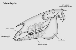 o-que-e-odontoplastia-2