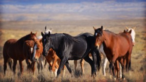 wild-mustangs-colorado (1)