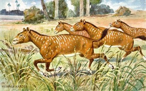 Mesohippus