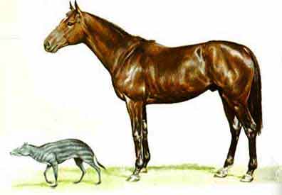 O cavalo e a humanidade: Como os equinos ajudaram na construção da história