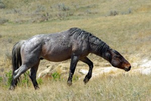 feral-horse-865537_960_720