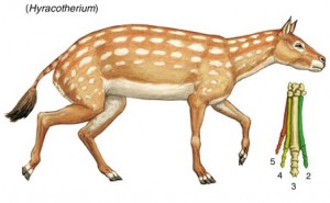 hyracotherium