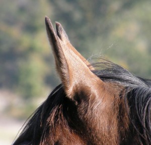 horse-ears-4
