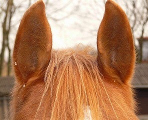 horse-ears-49636_640