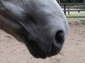 horse-nose-hairs