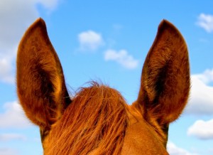 inner-ear-plaque-horses